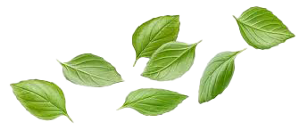 Basil Leaves